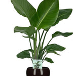 Strelitzia Nicolai - Ø19cm - ↕90cm + Bowl Pot D19/21x18,5cm - Zwart