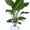 Strelitzia Nicolai - Ø19cm - ↕90cm + Puglia Pot D21/23,5x21cm - Wit