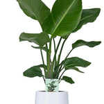 Strelitzia Nicolai - Ø19cm - ↕90cm + Puglia Pot D21/23,5x21cm - Wit