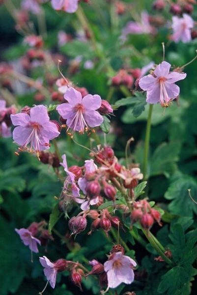 Geranium macr. 'Ingwersen's Var.' - ↕10-25cm - Ø9cm - 6x