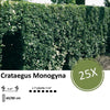 Crataegus Monogyna - Blote wortel - 60/80 - 25x