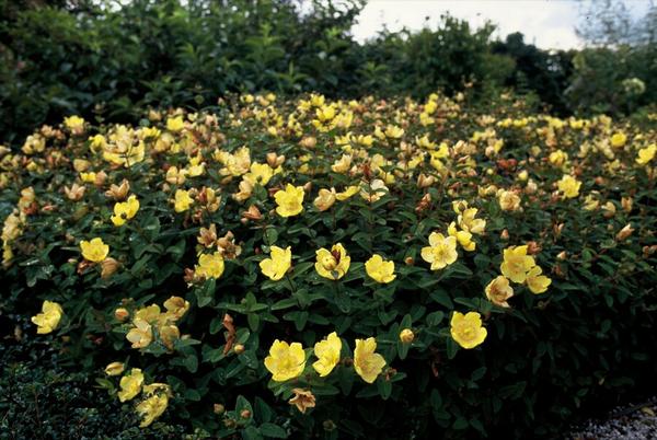 Hypericum dummeri 'Peter Dummer' - ↕10-25cm - Ø9cm - 12x