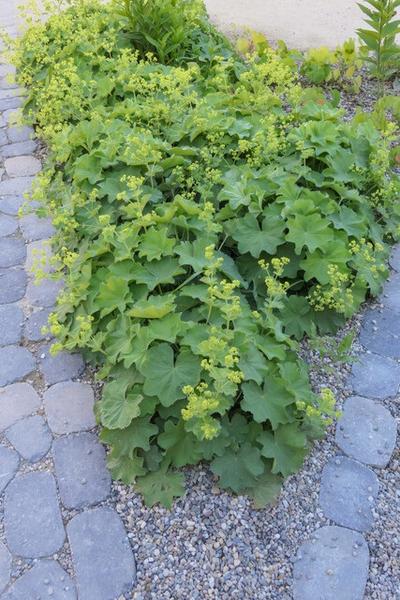 Alchemilla mollis - ↕10-25cm - Ø9cm - 6x