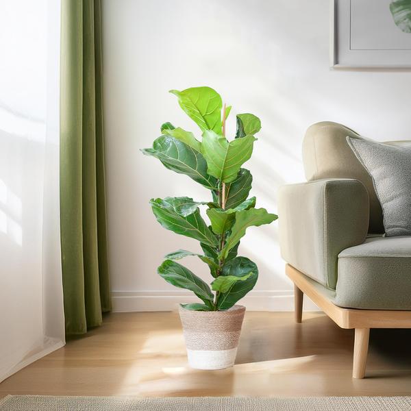 Ficus Lyrata met Mand Lissabon wit - 80cm - Ø21