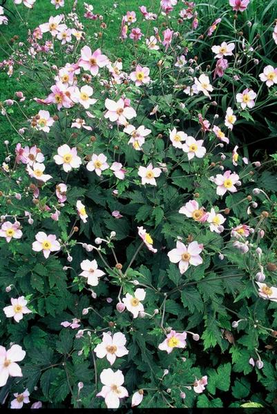 Anemone tom. 'Robustissima' - ↕10-25cm - Ø9cm - 12x