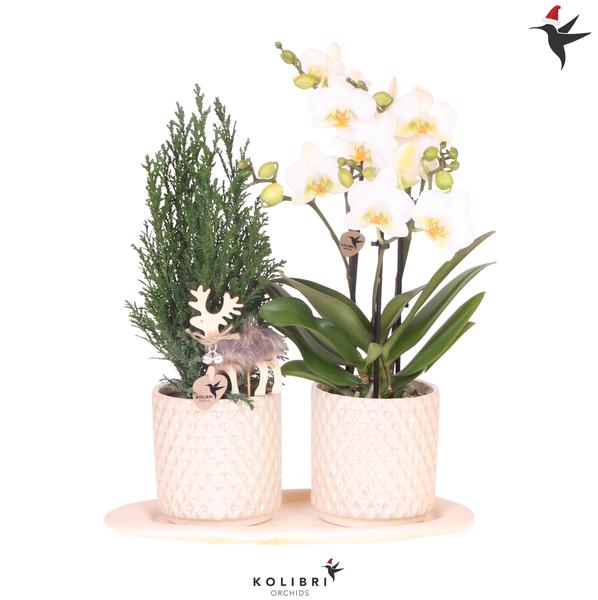 Kolibri Company | Plantenset Diamond Pearl Kerst | Witte Phalaenopsis Orchidee Lausanne + Mini Kerstboom incl. keramieken sierpotten