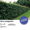 Acer campestre  - Blote wortel - 100/125 - 100x