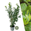 Grote Laurierkers Planten Novita voor 10 strekkende meter haag |  - 15L - 20x | ↨ 125-150 cm