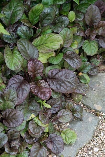 Ajuga reptans 'Catlin's Giant' - ↕10-25cm - Ø9cm - 20x