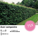 Acer campestre  - Blote wortel - 100/125 - 75x