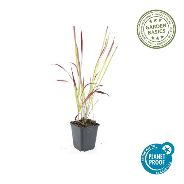 Imperata cylindrica 'Red Baron' - ↕10-25cm - Ø9cm - 6x