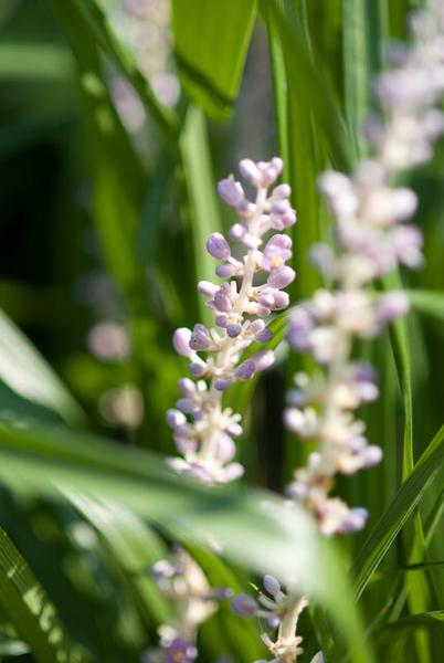 Liriope muscari 'Monroe White' - ↕10-25cm - Ø9cm - 20x