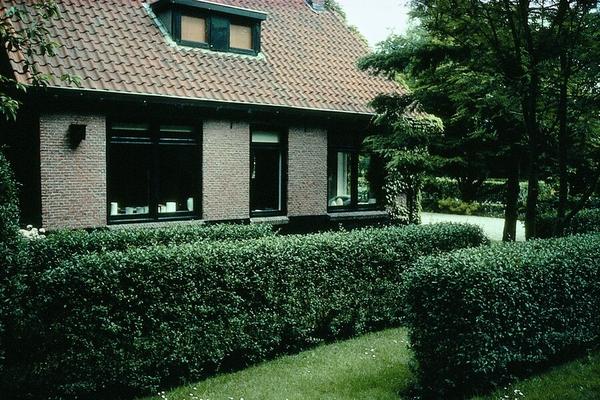 Ligustrum Ovalifolium - Blote wortel - 60/80 - 50x