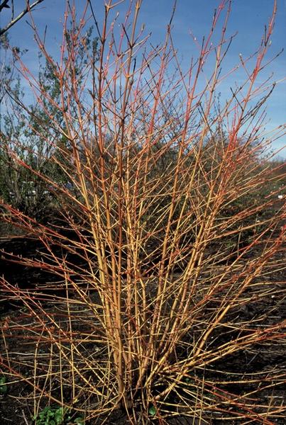 Cornus sang. 'Anny's Winter Orange' - ↕10-25cm - Ø9cm - 6x