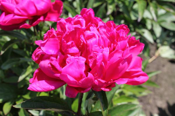 Paeonia 'Karl Rosenfield' - 2x