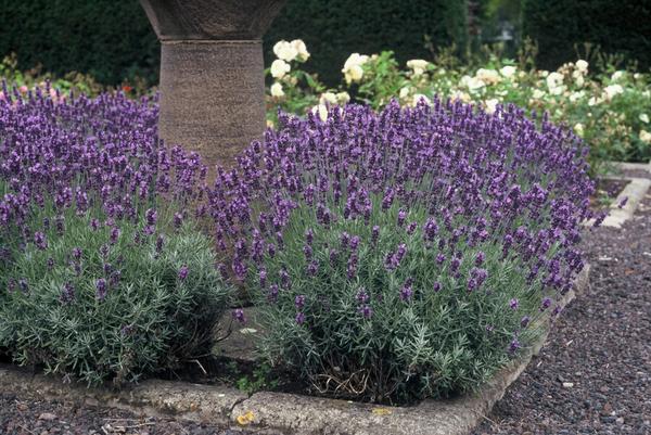 Lavandula ang. 'Dwarf Blue' - ↕10-25cm - Ø9cm - 6x