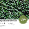 Ligustrum Ovalifolium - Blote wortel - 60/80 - 25x