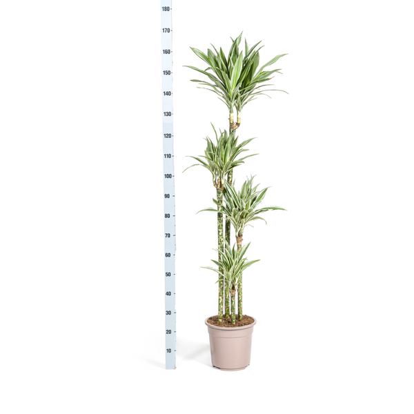 Dracaena Deremensis White Stripe Ø27cm - ↕180cm