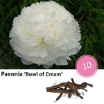 Paeonia 'Bowl of Cream' - 10x