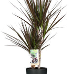 Dracaena Magenta - Ø17cm - ↕80cm + Pot Brussels D18x17cm - Antraciet