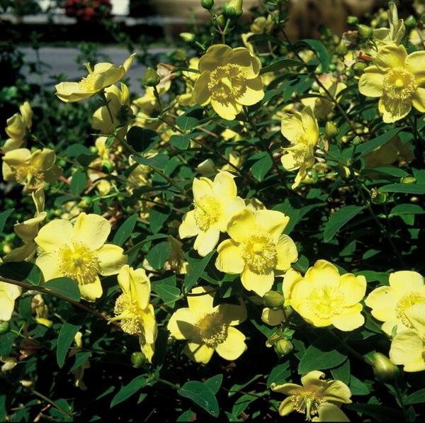 Hypericum 'Hidcote' - ↕10-25cm - Ø9cm - 6x