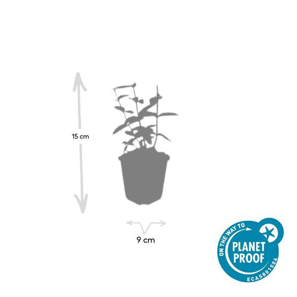 Hypericum inodorum 'Annebel' - ↕10-25cm - Ø9cm - 6x