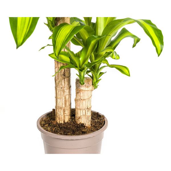 Dracaena Fragrans Massangeana Ø19cm - ↕80cm