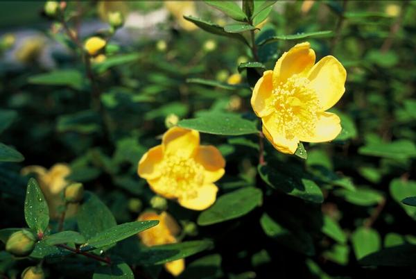 Hypericum dummeri 'Peter Dummer' - ↕10-25cm - Ø9cm - 12x