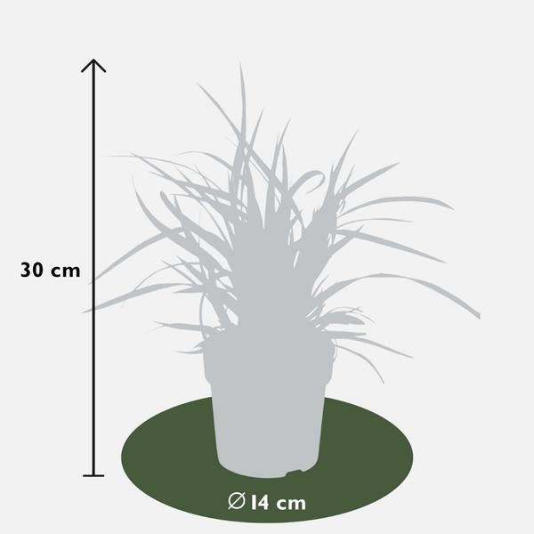 3 x Carex morrowi 'Ice Dance' - Ø 14 cm - ↨ 25 cm