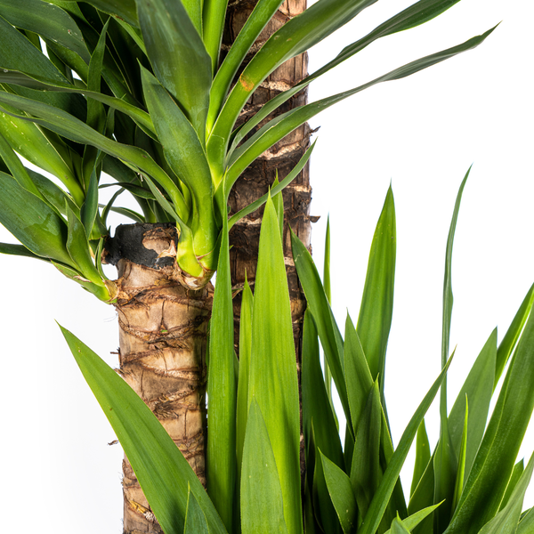 Yucca Elephantipes Ø27cm - ↕160cm