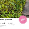 Alnus glutinosa - Blote wortel - 80/100 - 75x