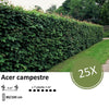 Acer campestre  - Blote wortel - 80/100 - 25x