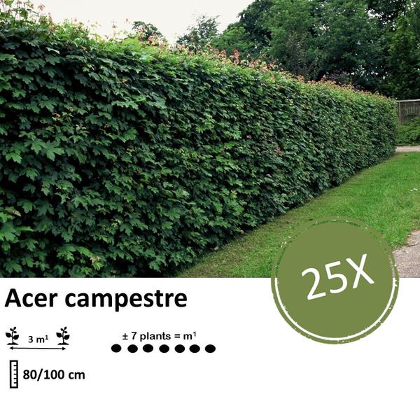 Acer campestre  - Blote wortel - 80/100 - 25x