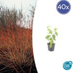 Cornus sang. 'Midwinter Fire' - ↕10-25cm - Ø9cm - 40x