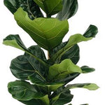 Ficus Lyrata - Ø21cm - ↕100cm + Pot D22,5x21cm - Zink