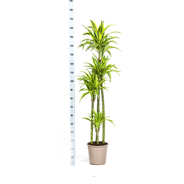 Dracaena Deremensis Lemon Lime Ø27cm - ↕180cm