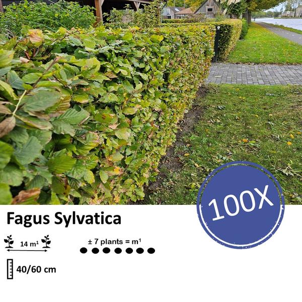 Fagus sylvatica  - Blote wortel - 40/60 - 100x