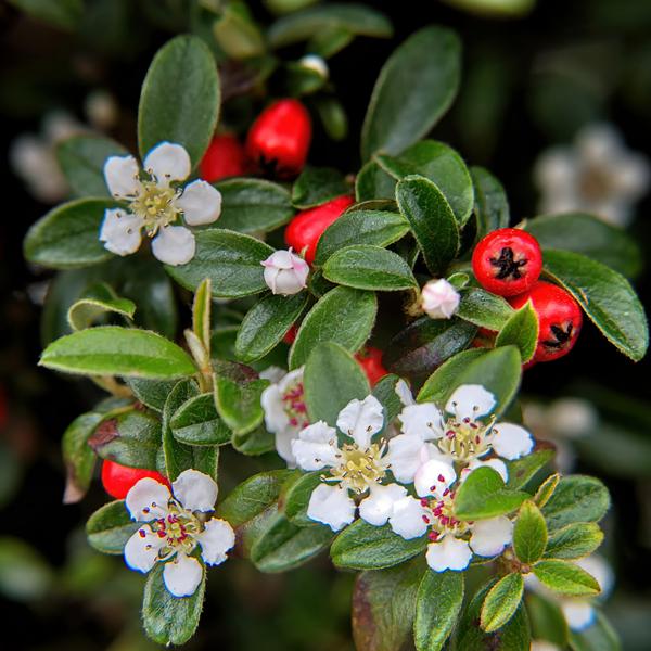 Cotoneaster dammeri - ↕10-25cm - Ø9cm - 12x