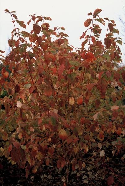 Cornus sang. 'Midwinter Fire' - ↕10-25cm - Ø9cm - 12x