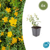 Hypericum dummeri 'Peter Dummer' - ↕10-25cm - Ø9cm - 6x