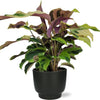 Calathea Yellow Fusion Ø14cm - ↕40cm + Potenza Pot D15x13cm - Zwart