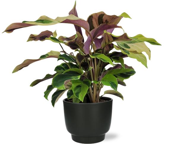 Calathea Yellow Fusion Ø14cm - ↕40cm + Potenza Pot D15x13cm - Zwart