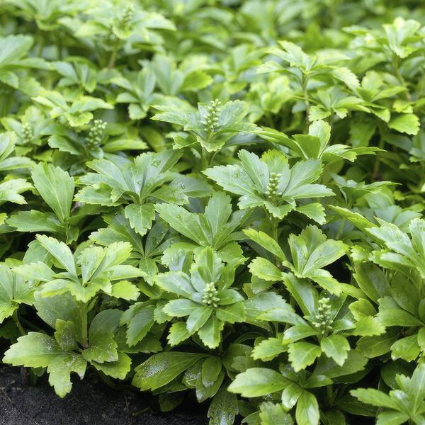 Pachysandra term. 'Green Carpet' - ↕10-25cm - Ø9cm - 40x,