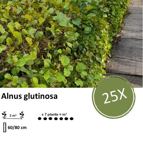 Alnus glutinosa - Blote wortel - 60/80 - 25x