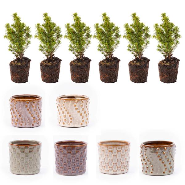 Mini-kerstboom set 6 - Inclusief pot set Madrid - Draadverlichting met 20 led-lampjes