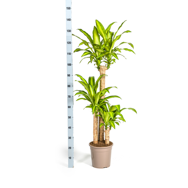 Dracaena Fragrans Massangeana Ø24cm - ↕140cm