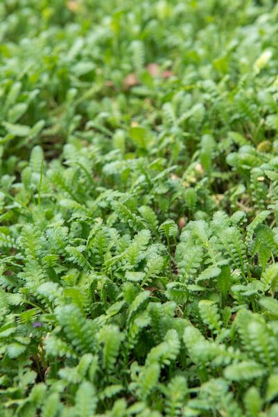 Leptinella squalida - ↕10-25cm - Ø9cm - 40x