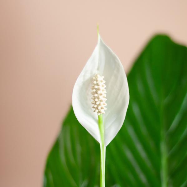 Spathiphyllum met Mand Lissabon zwart - 80cm - Ø21