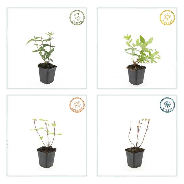 Hypericum inodorum - ↕10-25cm - Ø9cm - 12x