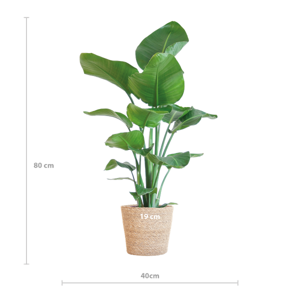 Strelitzia Nicolai met Sofia mand naturel - 80cm - Ø21